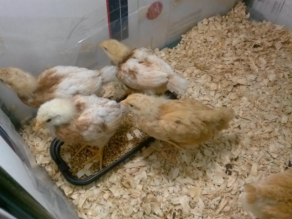 Male vs female chicks BackYard Chickens Learn How to Raise Chickens